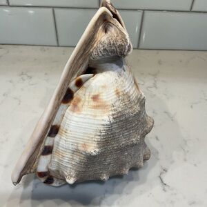 Natural Shell Home Accent Decor